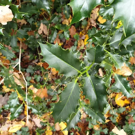 Bed & Breakfast La Maison Babjac Ury