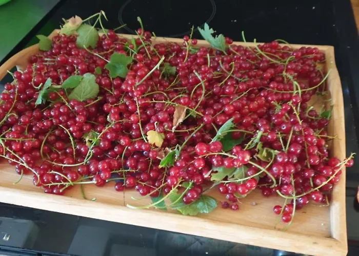 Bed & Breakfast La Maison Babjac *