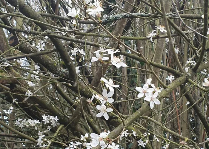 La Maison Babjac Ury