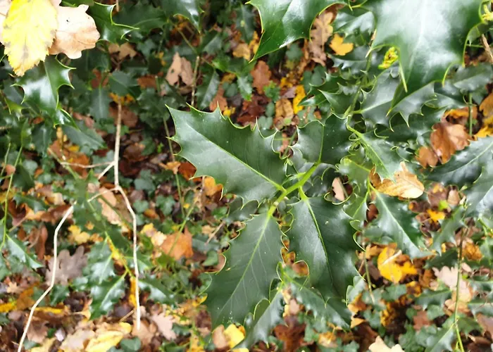 Bed & Breakfast La Maison Babjac Ury